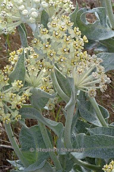 asclepias vestita 2 graphic